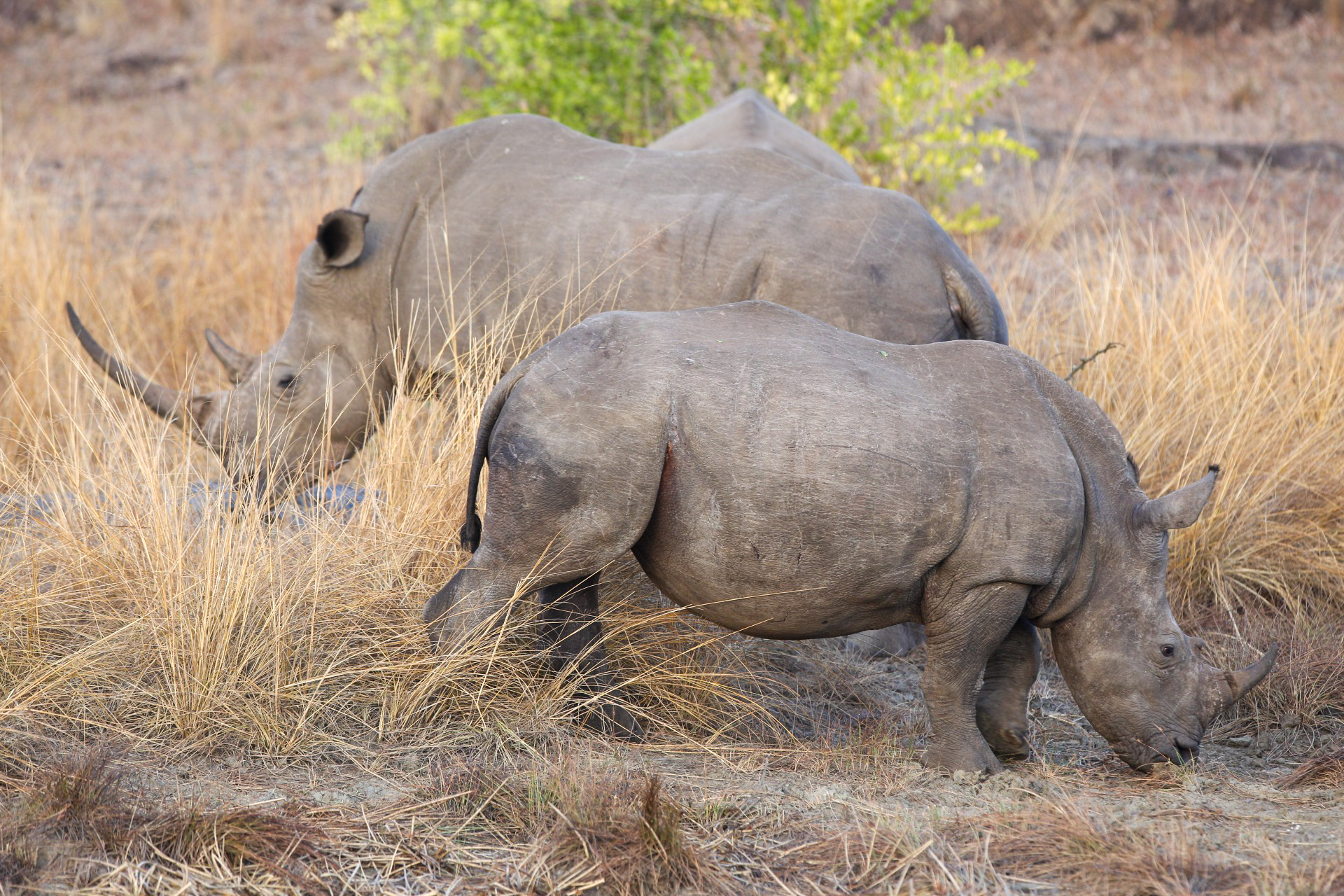 White rhino Stacey Farrell