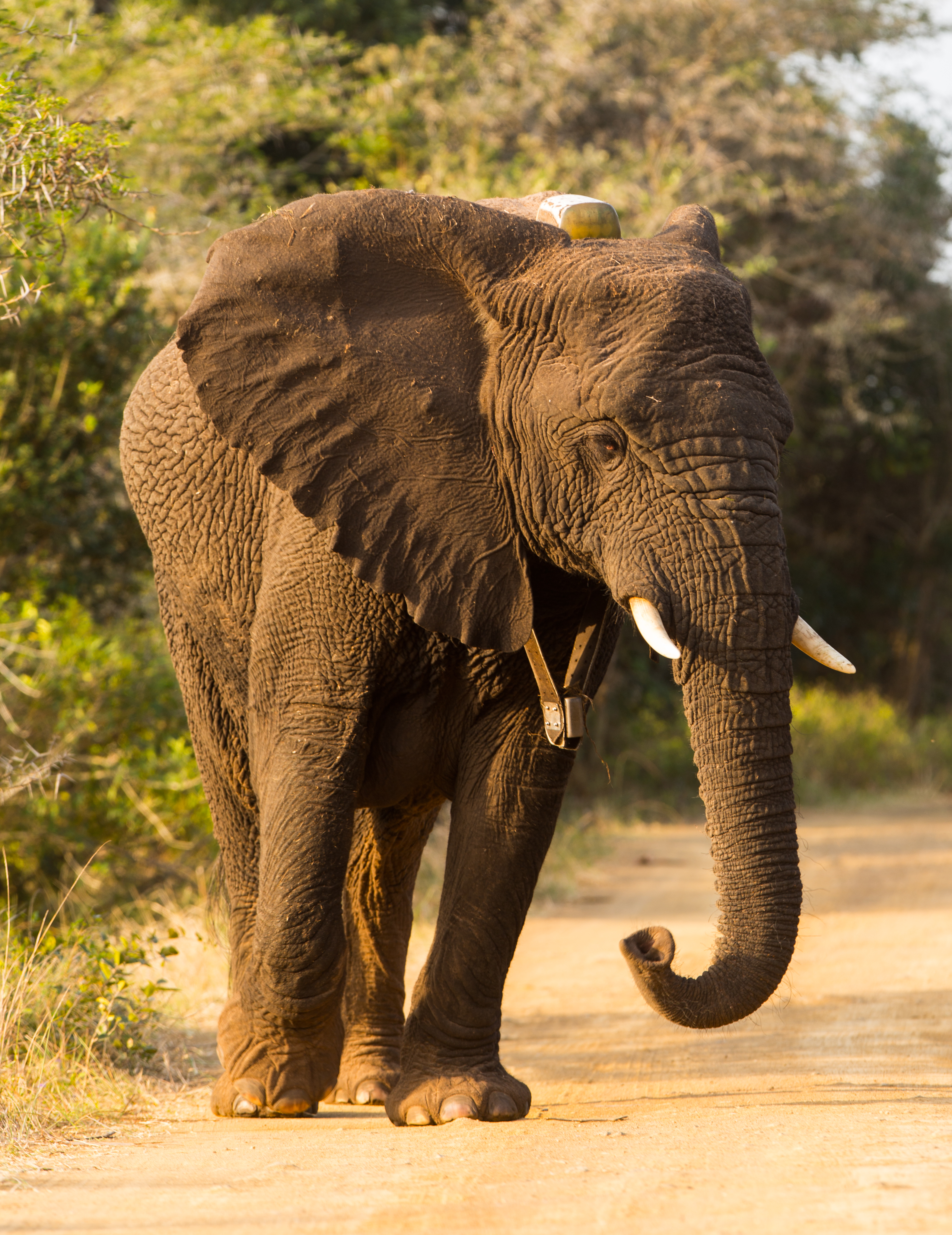 African elephant